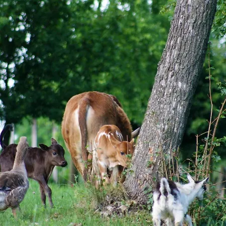 Vecsecity Hernadvecse